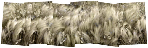 June Grass