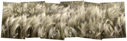 June Grass