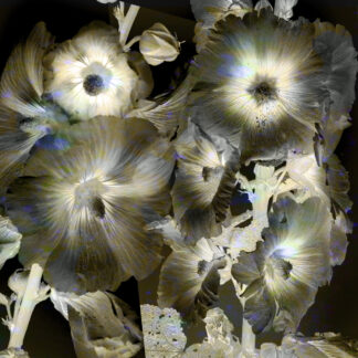 Hollyhocks 9, Edition #3/12