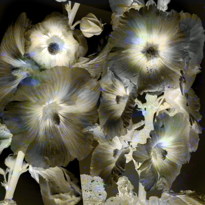 Hollyhocks 9, Edition #3/12