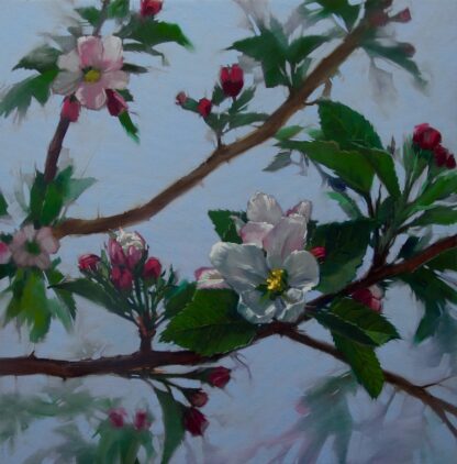 Apple Blossoms