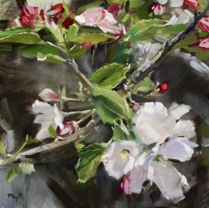 Apple Blossoms Popping